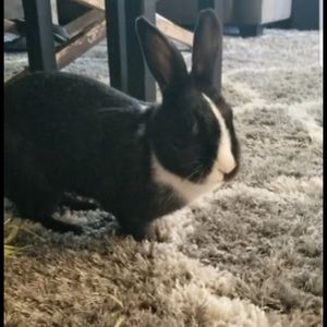 Meet your Posher, Sophie